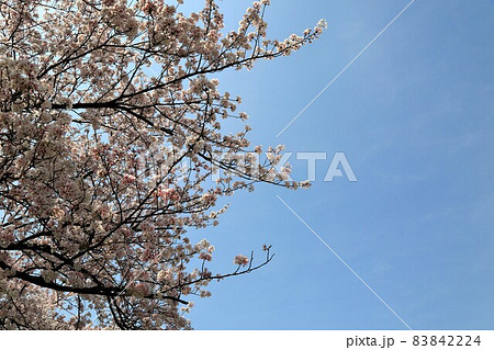 春の墨俣一夜城散策・3（岐阜県大垣市墨俣） 83842224