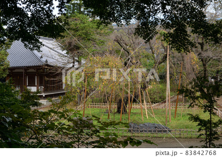 真間山弘法寺、祖師堂と伏姫桜 真間山弘法寺、祖師堂と伏姫桜 83842768