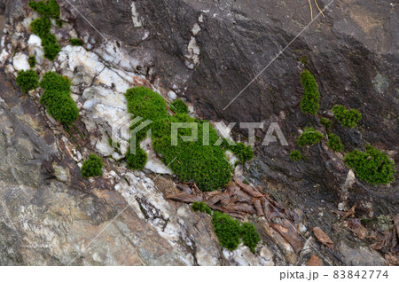 苔と岩 苔と岩 83842774