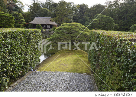 桂離宮 住吉の松 桂離宮 住吉の松 83842857