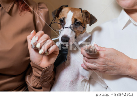 A cute dog Jack Russell Terrier is wearing a tie and sitting with two women on the couch A cute dog Jack Russell Terrier is wearing a tie and sitting with two women on the couch 83842912