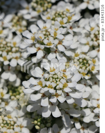 イベリスの花 83843316