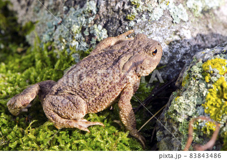 Common toad (Bufo bufo) on moss 83843486