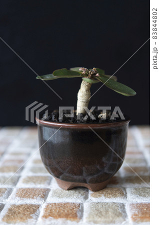 ユーフォルビア・ベガルディ ユーフォルビア・ベガルディ 83844802