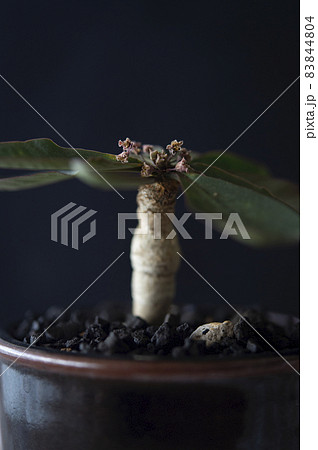 花を咲かせたユーフォルビア・ベガルディ 花を咲かせたユーフォルビア・ベガルディ 83844804