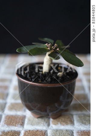 ユーフォルビア・ベガルディ 83844805