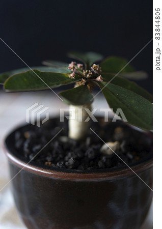 花を咲かせたユーフォルビア・ベガルディ 83844806