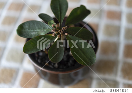 ユーフォルビア・ベガルディ 83844814