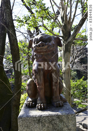 妙見堂 京都最古の狛犬(伊部狛犬) 妙見堂 京都最古の狛犬(伊部狛犬) 83844836