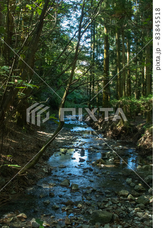 山のせせらぎが木漏れ陽さす森の中を流れていく 83845518