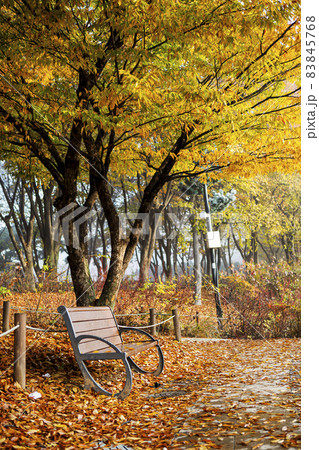 黄金色 屋外 葉 83845768