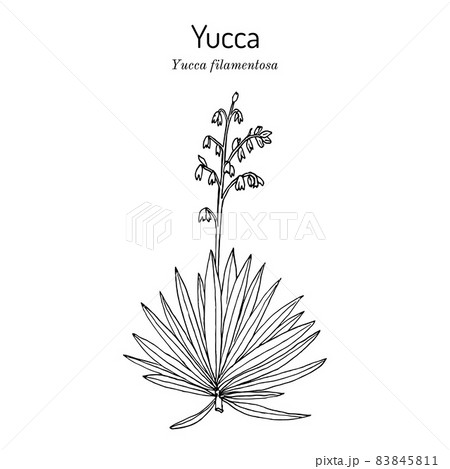 Adams needle and thread Yucca filamentosa , ornamental and edible plant Adams needle and thread Yucca filamentosa , ornamental and edible plant 83845811