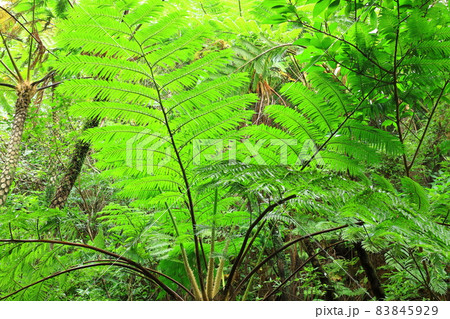 大国林道　やんばるの森　ヒカゲヘゴ 83845929