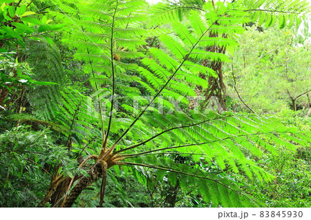 大国林道　やんばるの森　ヒカゲヘゴ 83845930