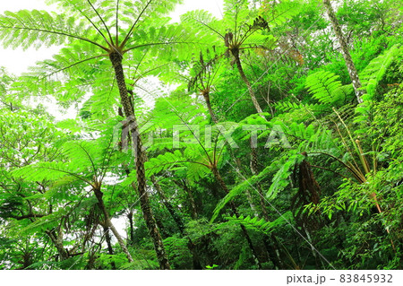 大国林道　やんばるの森　ヒカゲヘゴ 83845932