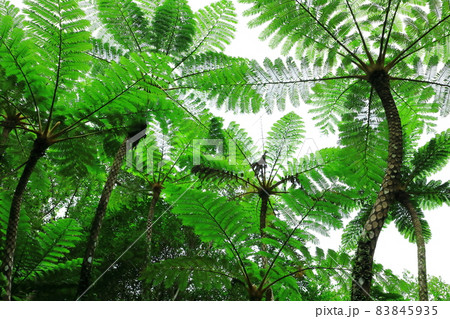 大国林道 やんばるの森 ヒカゲヘゴ 大国林道 やんばるの森 ヒカゲヘゴ 83845935