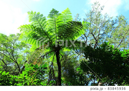 大国林道　やんばるの森　ヒカゲヘゴ 83845936