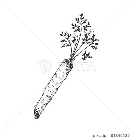 Carrot. Line art outline. Hand-drawn sketch. Vector illustration isolated on white. Carrot. Line art outline. Hand-drawn sketch. Vector illustration isolated on white. 83846589