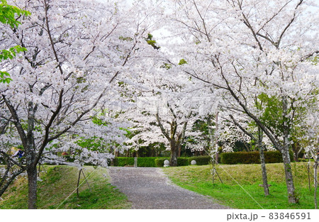 桜 桜 83846591