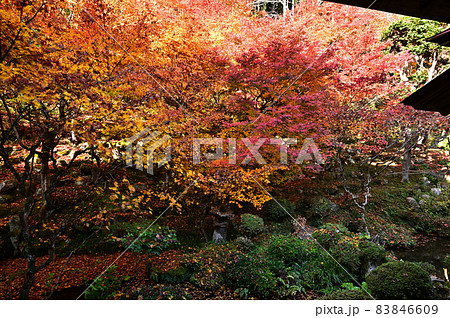 慧日寺の紅葉 慧日寺の紅葉 83846609