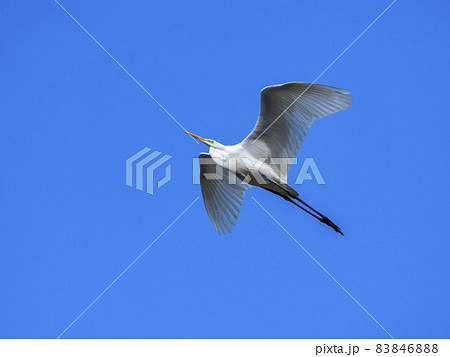 青空を飛ぶダイサギ 青空を飛ぶダイサギ 83846888