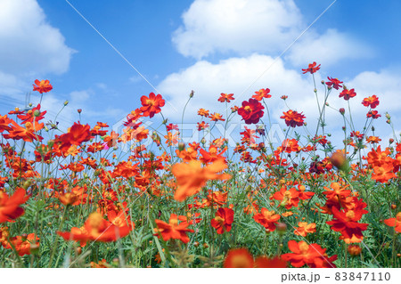 花 フラワー お花 83847110