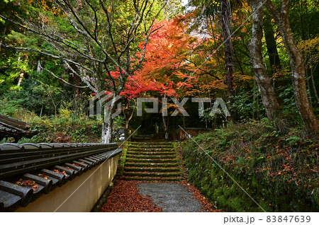 荘厳寺の紅葉 83847639