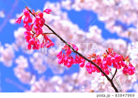 青空と染井吉野とピンクの桜 83847969