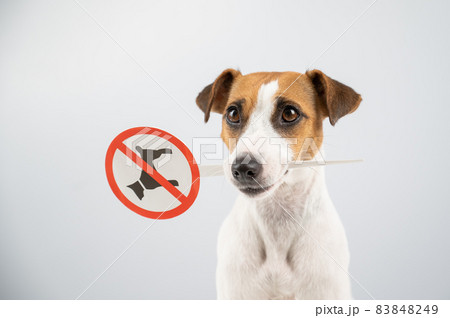 Dog jack russell terrier holding a sign dogs are not allowed on a white background. 83848249