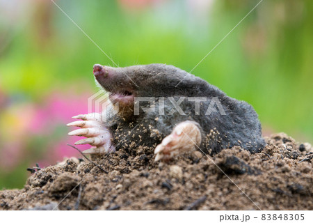 Mole on the top of the mole hill Mole on the top of the mole hill 83848305