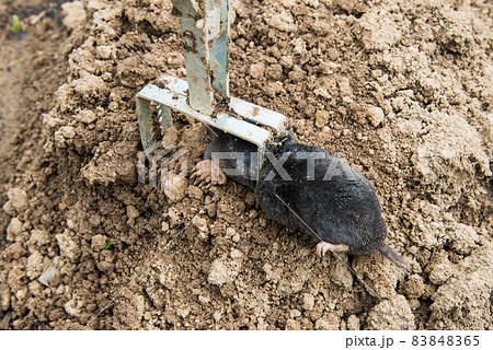 Trapped mole lying on the mole hill Trapped mole lying on the mole hill 83848365