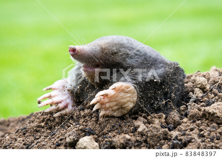 Mole on the top of the mole hill Mole on the top of the mole hill 83848397