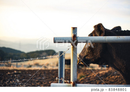 鹿児島の黒毛和牛とその農家の様子 83848801