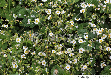 Strawberry blossom. Flowers and buds 83849377