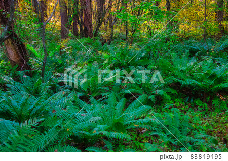 爽やかな空気感が素晴らしい、秋の福島・裏磐梯・五色沼周辺のハイキングコースで見つけたシダの群生 83849495