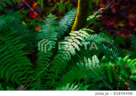 爽やかな空気感が素晴らしい、秋の福島・裏磐梯・五色沼周辺のハイキングコースで見つけたシダの群生 爽やかな空気感が素晴らしい、秋の福島・裏磐梯・五色沼周辺のハイキングコースで見つけたシダの群生 83849496