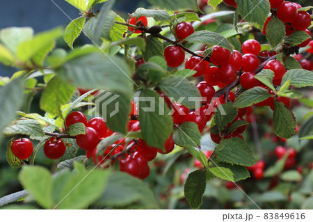 Nanking cherry. Far eastern delicacy Nanking cherry. Far eastern delicacy 83849616