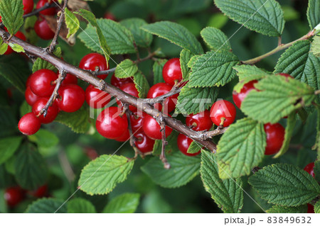 Nanking cherry. Far eastern delicacy 83849632