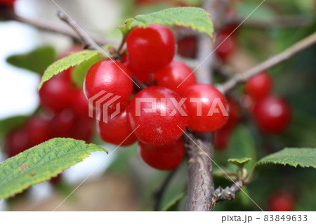 Nanking cherry. Far eastern delicacy 83849633