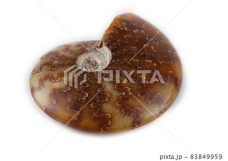 Ammonite isolated on white Ammonite isolated on white 83849959