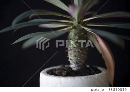 ユーフォルビア・パキポディオイデス ユーフォルビア・パキポディオイデス 83850036