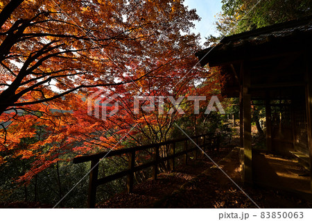 石龕寺の紅葉 83850063