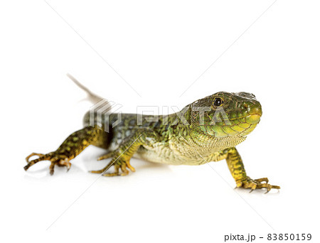 Western green lizard Western green lizard 83850159