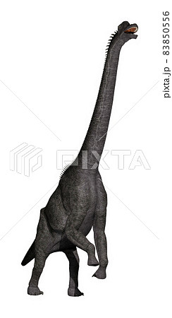 ブラキオサウルス☆Brachiosaurus ブラキオサウルス☆Brachiosaurus 83850556