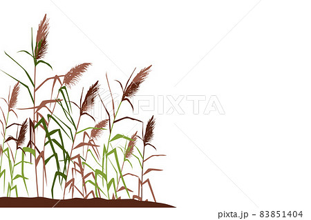 Colored silhouette of reeds, sedge, cane, bulrush, or grass on a white background.Vector illustration. Colored silhouette of reeds, sedge, cane, bulrush, or grass on a white background.Vector illustration. 83851404