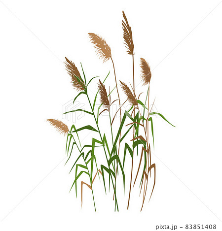 Cane silhouette on white background. Vector hand drawing sketch with reeds. Cane silhouette on white background. Vector hand drawing sketch with reeds. 83851408