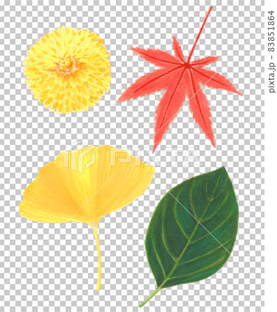 Hand-painted botanical picture book, an accessory that makes you feel autumn Hand-painted botanical picture book, an accessory that makes you feel autumn 83851864