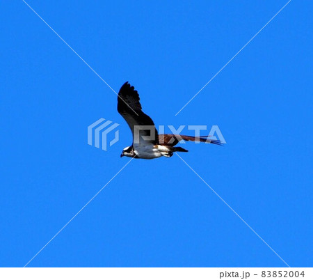 鏡川上空を飛び去るミサゴ 83852004