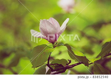 Magnolia spring flowers Magnolia spring flowers 83852540