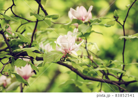 Magnolia spring flowers 83852541